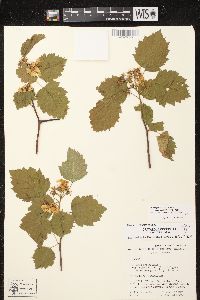 Crataegus pedicellata var. ellwangeriana image