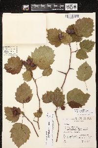 Crataegus pedicellata image