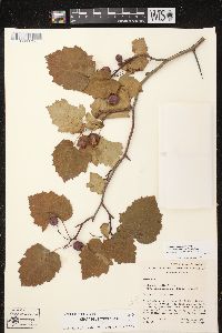 Crataegus pedicellata var. ellwangeriana image