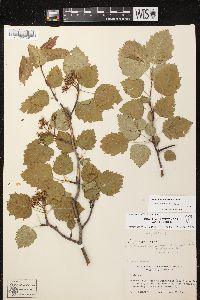 Crataegus holmesiana image