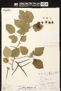 Crataegus pringlei image