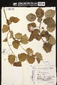 Crataegus pringlei image