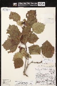 Crataegus pringlei image