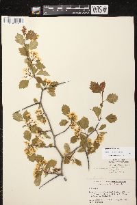 Crataegus dodgei image