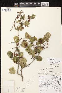 Crataegus dodgei image