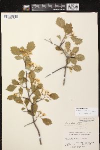 Crataegus dodgei image