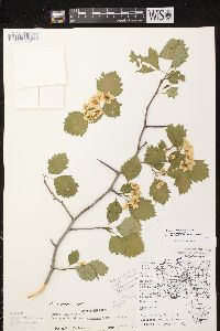 Crataegus chrysocarpa image