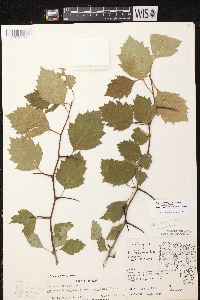 Crataegus chrysocarpa var. chrysocarpa image