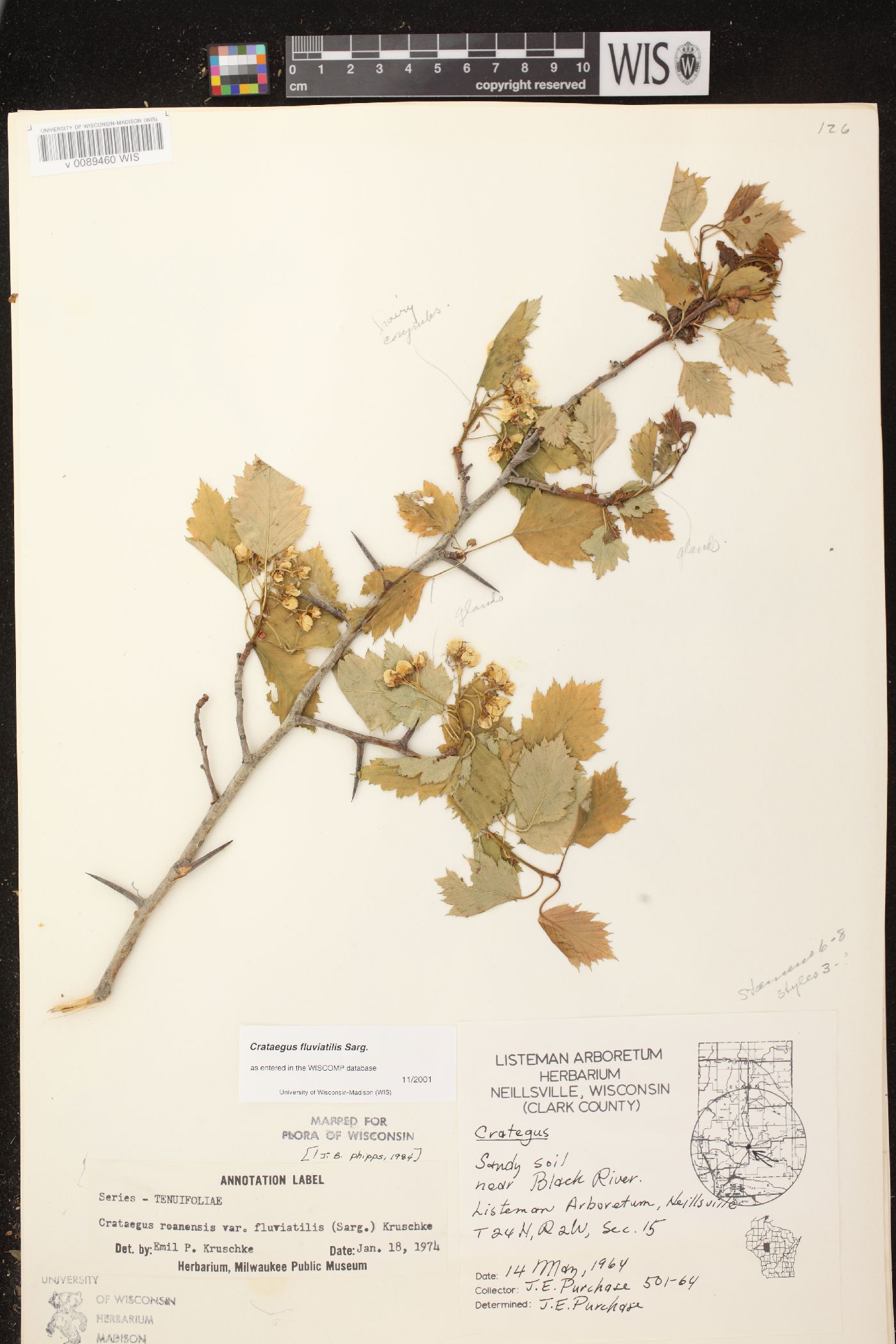 Crataegus fluviatilis image