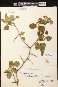 Crataegus fluviatilis image