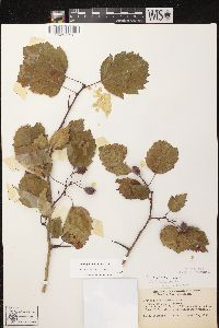 Crataegus holmesiana image