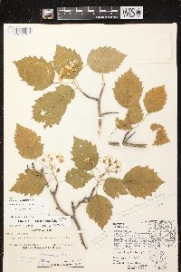 Crataegus holmesiana image