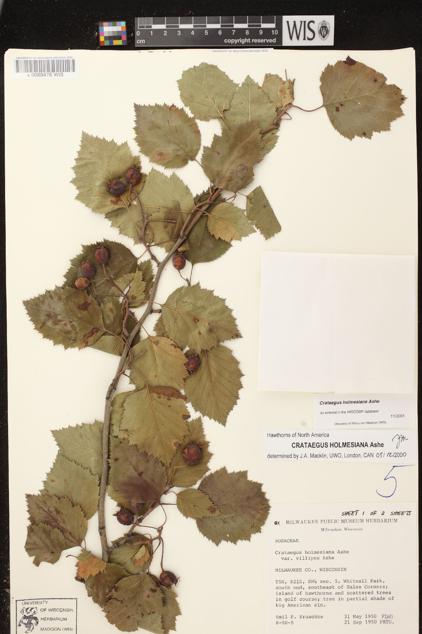 Crataegus holmesiana image