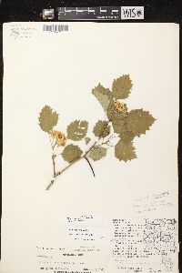 Crataegus irrasa image