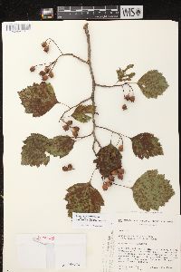 Crataegus chrysocarpa image