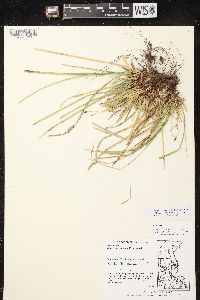 Carex pedunculata image