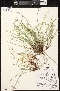 Carex pedunculata image