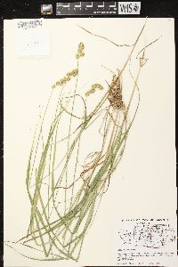 Carex projecta image