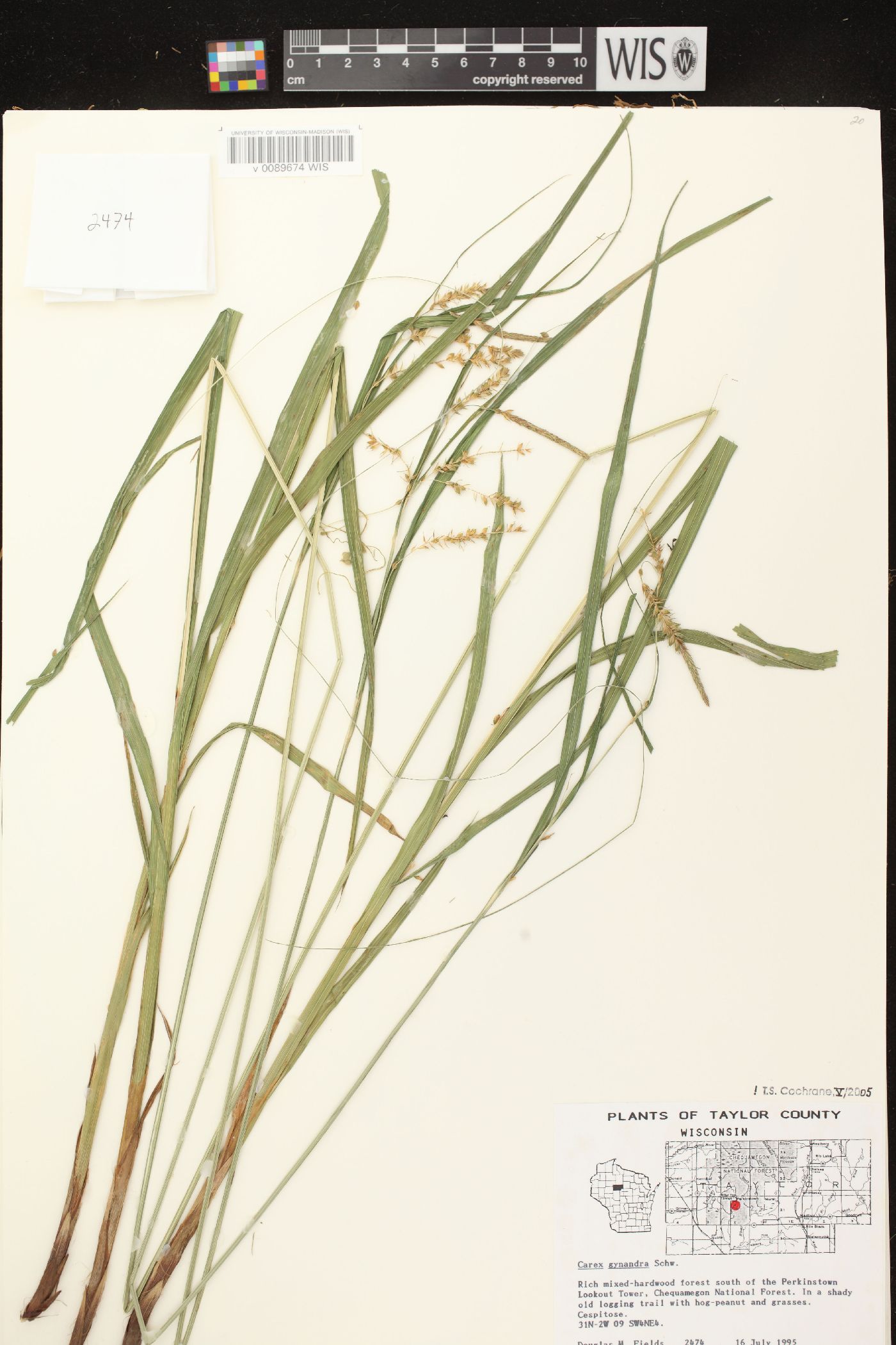 Carex gynandra image