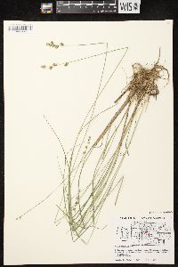 Carex echinata image