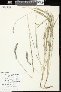 Muhlenbergia glomerata image