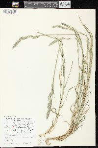 Muhlenbergia glomerata image