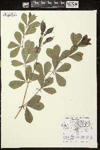 Baptisia alba image