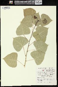 Populus deltoides subsp. monilifera image