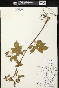 Rubus abactus image