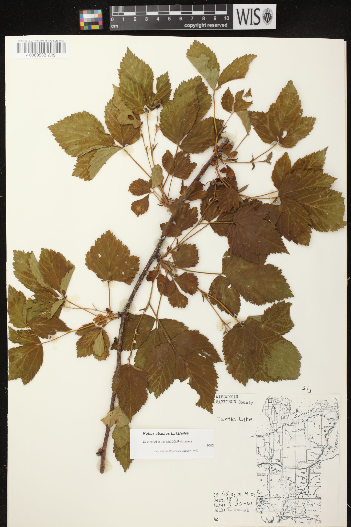 Rubus abactus image