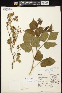 Rubus abactus image