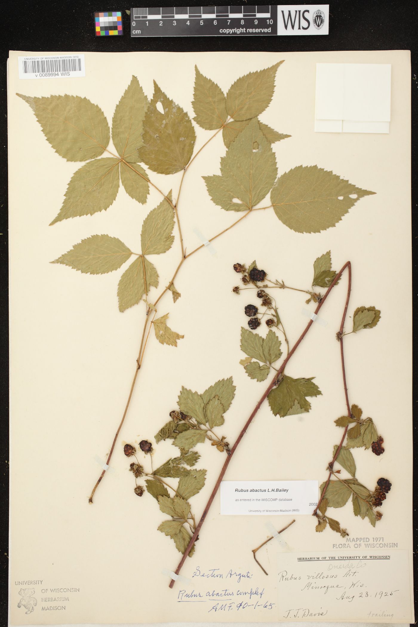 Rubus abactus image