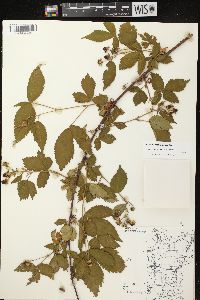 Rubus abactus image