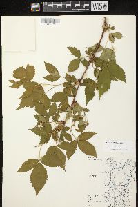 Rubus abactus image