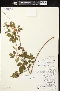 Image of Rubus abactus