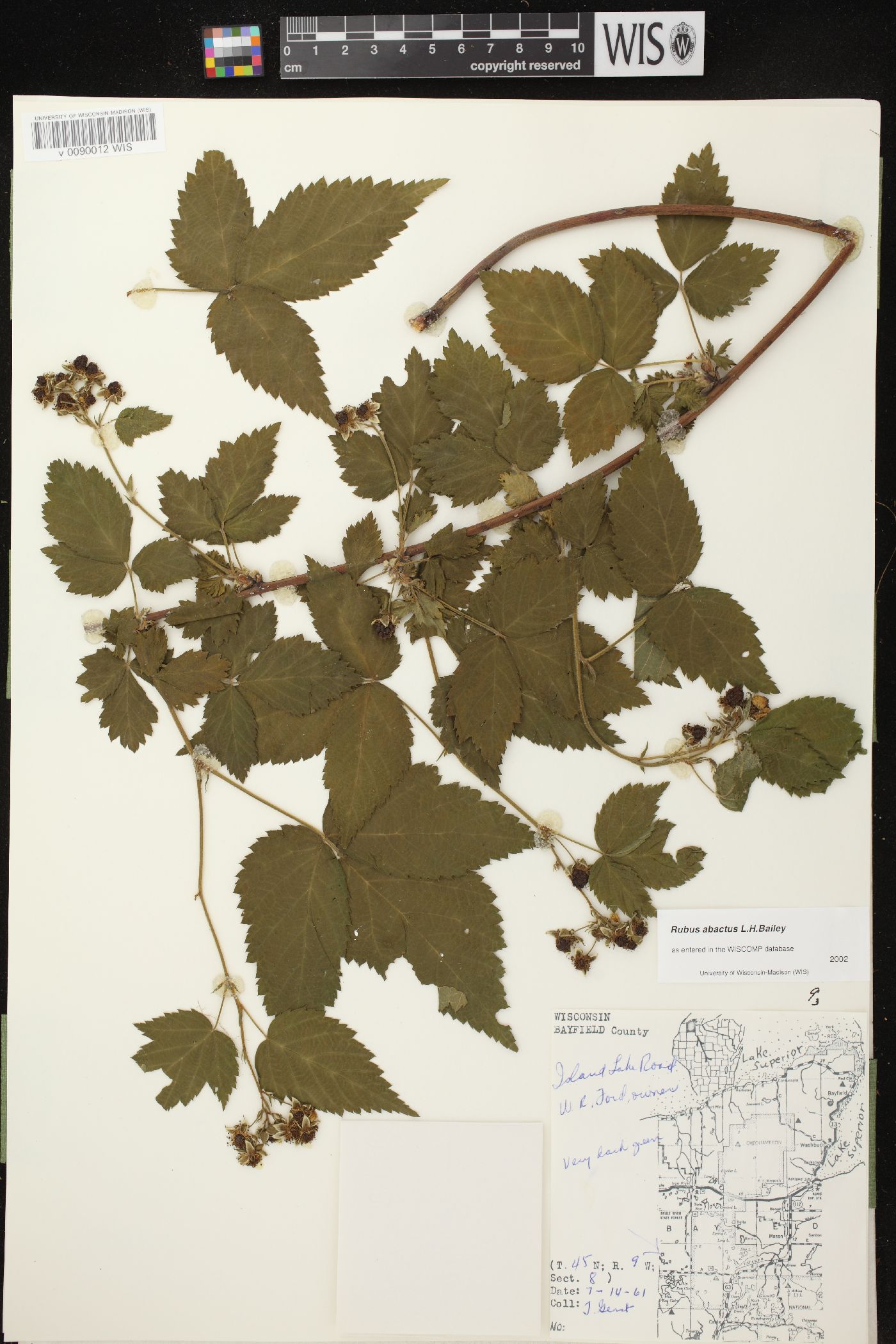 Rubus abactus image