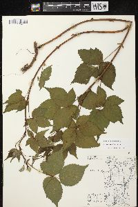 Rubus abactus image