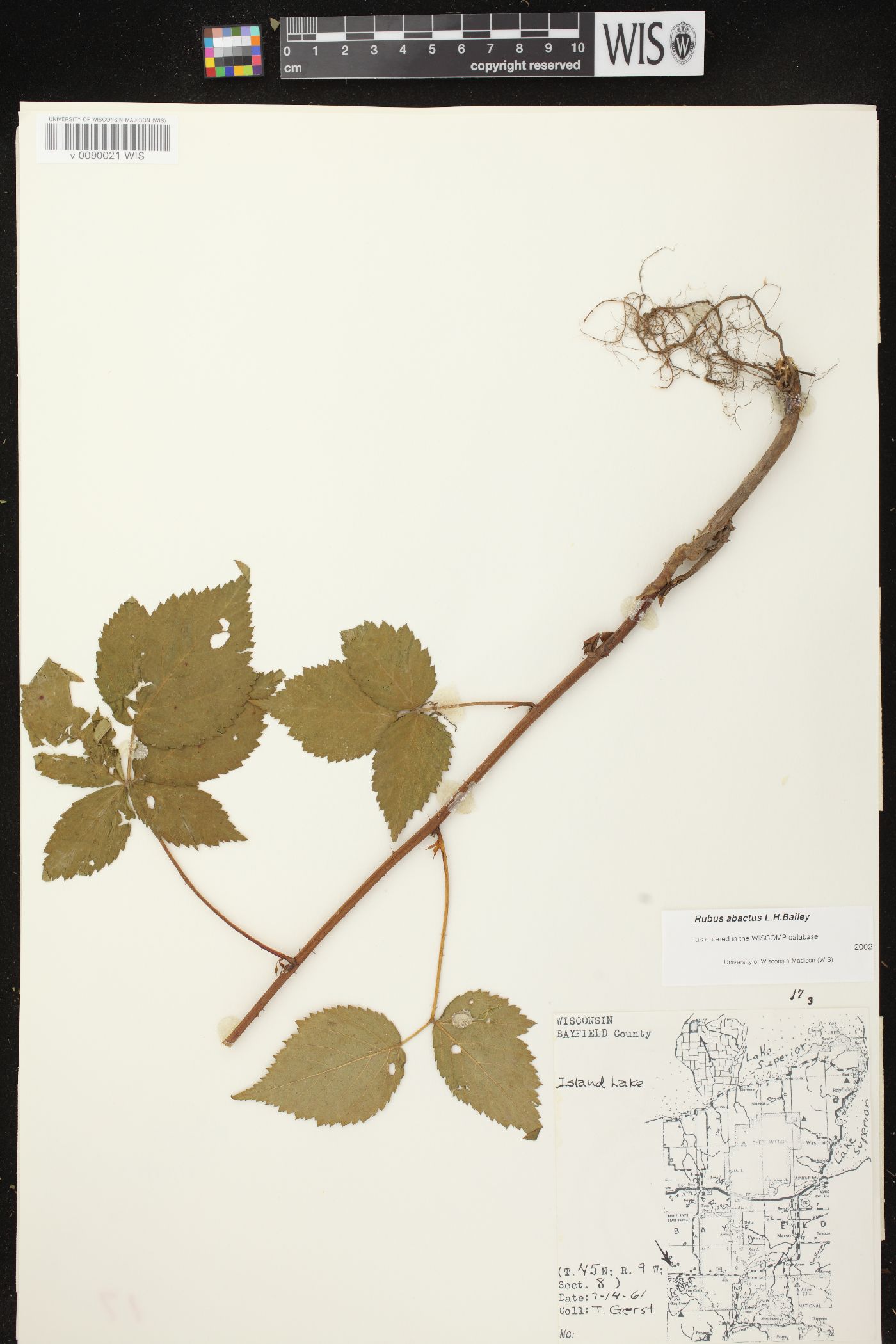 Rubus abactus image