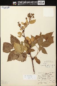 Rubus alumnus image