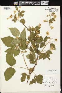 Rubus alumnus image