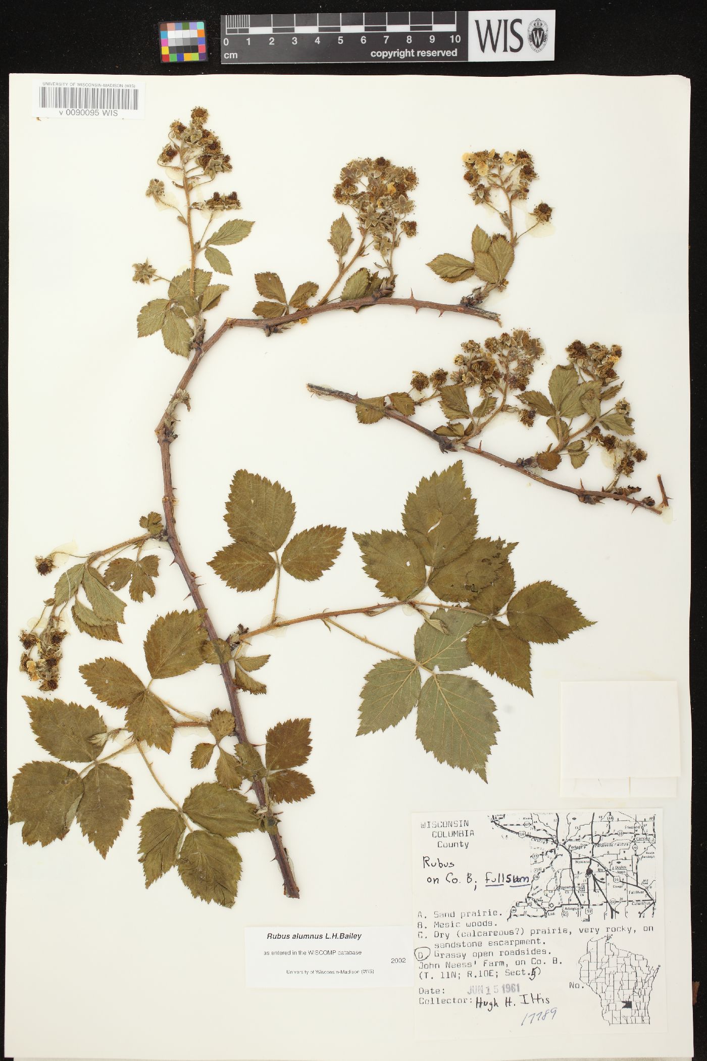 Rubus alumnus image