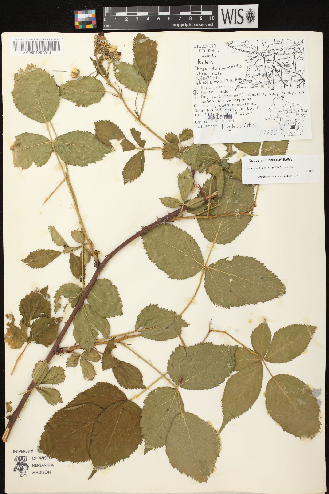 Rubus alumnus image