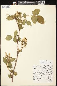 Rubus alumnus image