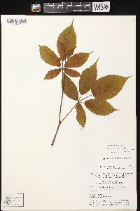 Rubus canadensis image