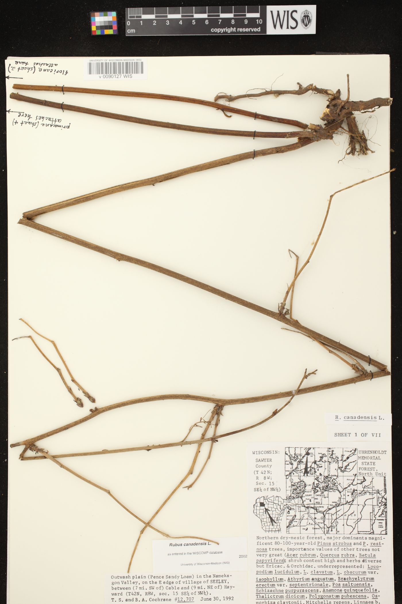 Rubus canadensis image