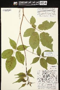 Rubus canadensis image