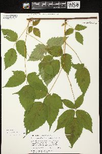 Rubus canadensis image