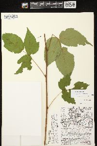 Rubus canadensis image