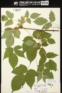 Rubus canadensis image