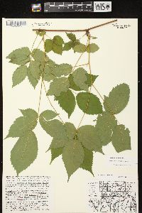 Rubus canadensis image